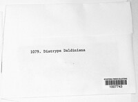 Image of Eutypa daldiniana
